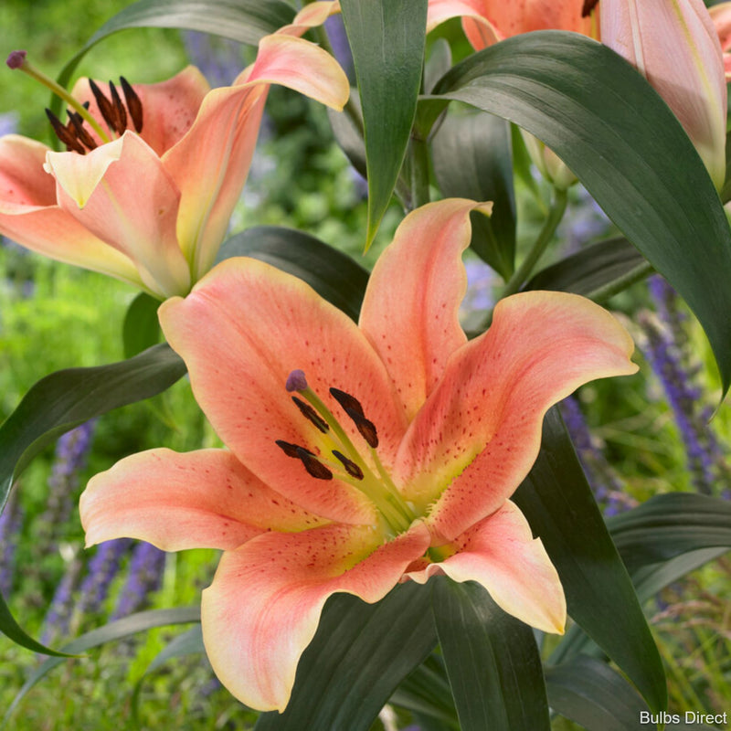 Zelmira Oriental Lily