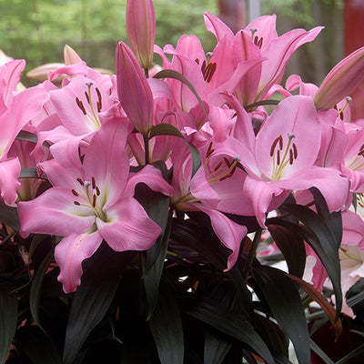 rozalynn asiatic lily Rozalynn Asiatic Lily | Order Lily Bulbs online