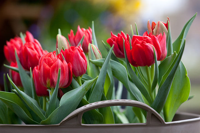 Double / Peony Tulip bulbs