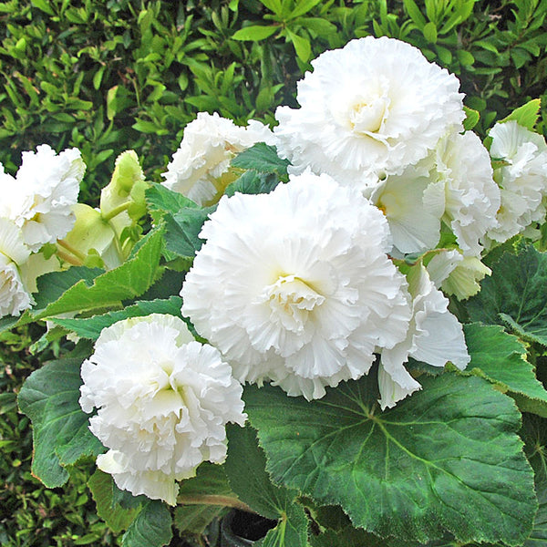 Silver Lace white begonias