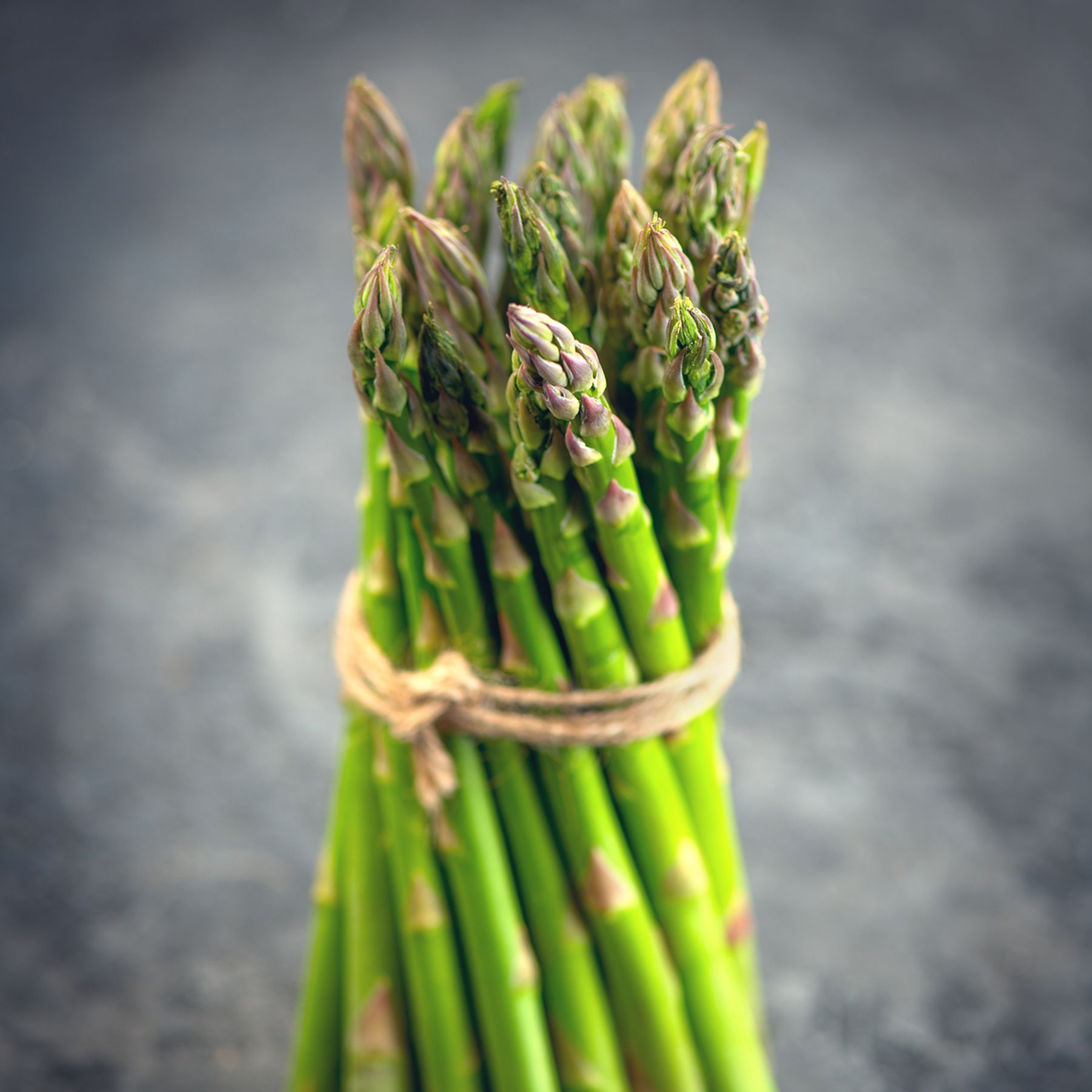 Apollo F1 Asparagus Crown Order Asparagus Crowns online Bulbs Direct