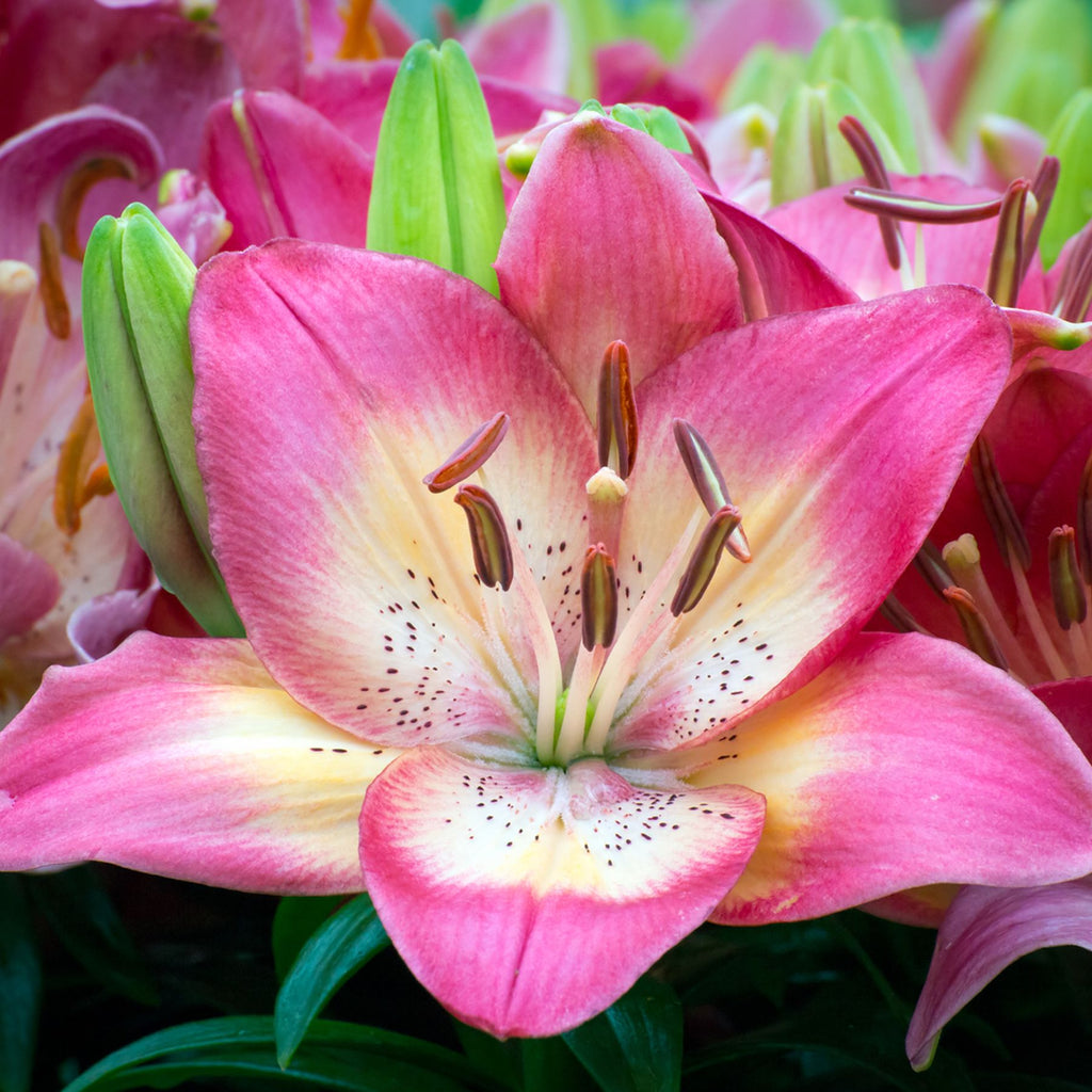 rozalynn asiatic lily Rozalynn Asiatic Lily | Order Lily Bulbs online