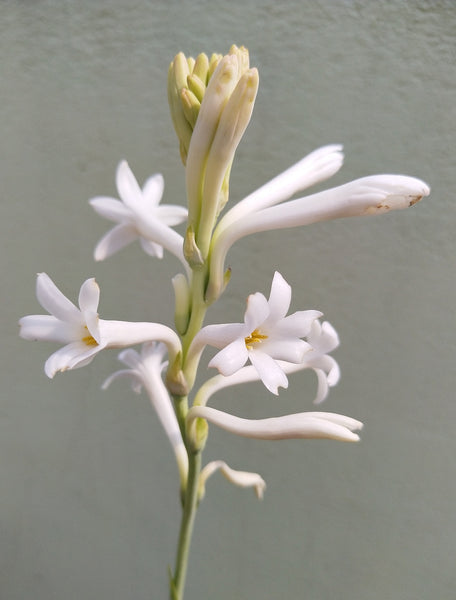 Mexican Tuberose