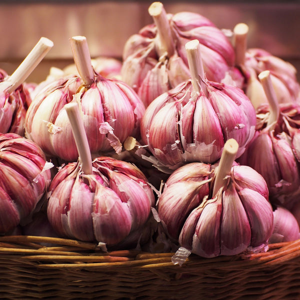Creole Garlic | Order Seed Garlic Online | Bulbs Direct NZ