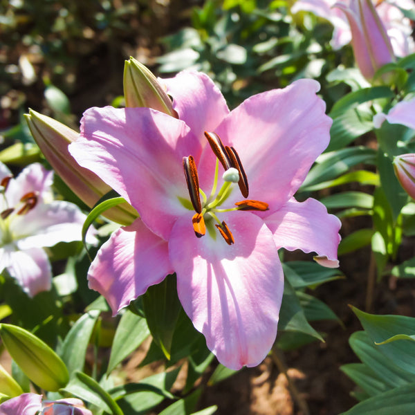 rozalynn asiatic lily Rozalynn Asiatic Lily | Order Lily Bulbs online