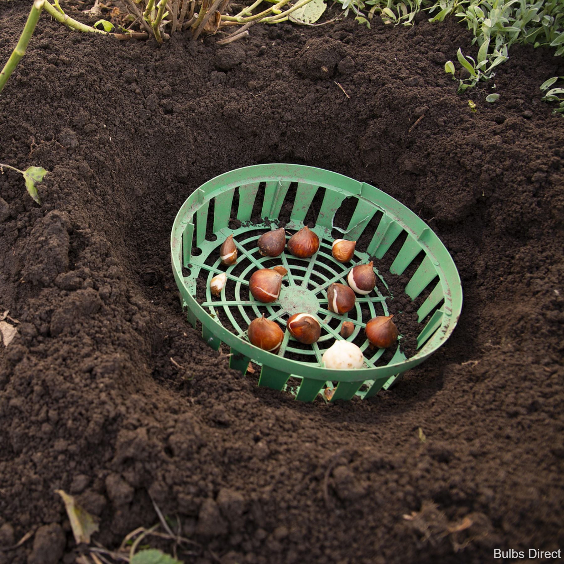 Bulb Baskets Bulbs Direct