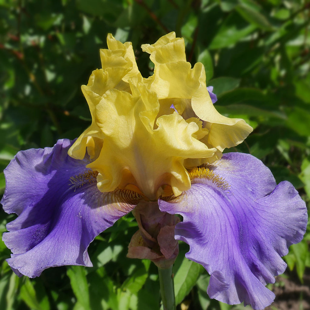 Edith Wolford Bearded Iris Buy Iris Plants online Bulbs Direct