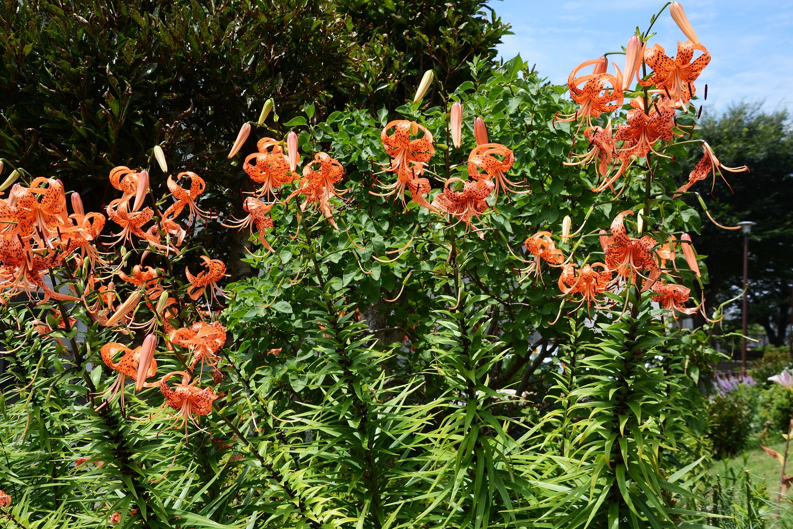 Tigrinum Splendens | Order Lily Bulbs online