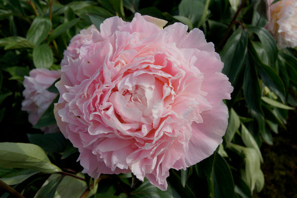 Chiffon Parfait Peony | Order your Peonies online | Bulbs Direct NZ