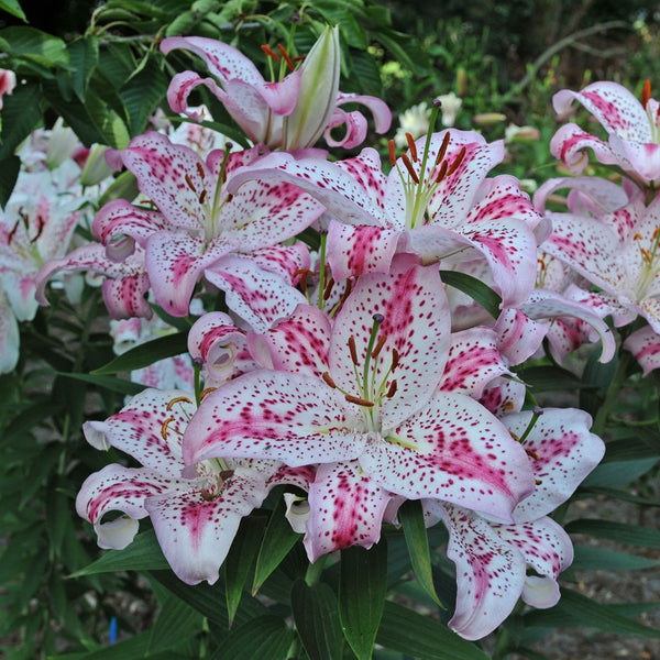 Bulbs Direct Lilies | Flower Bulbs | Bulbs Direct NZ