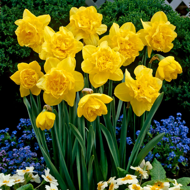 dick wilden daffodil bulbs