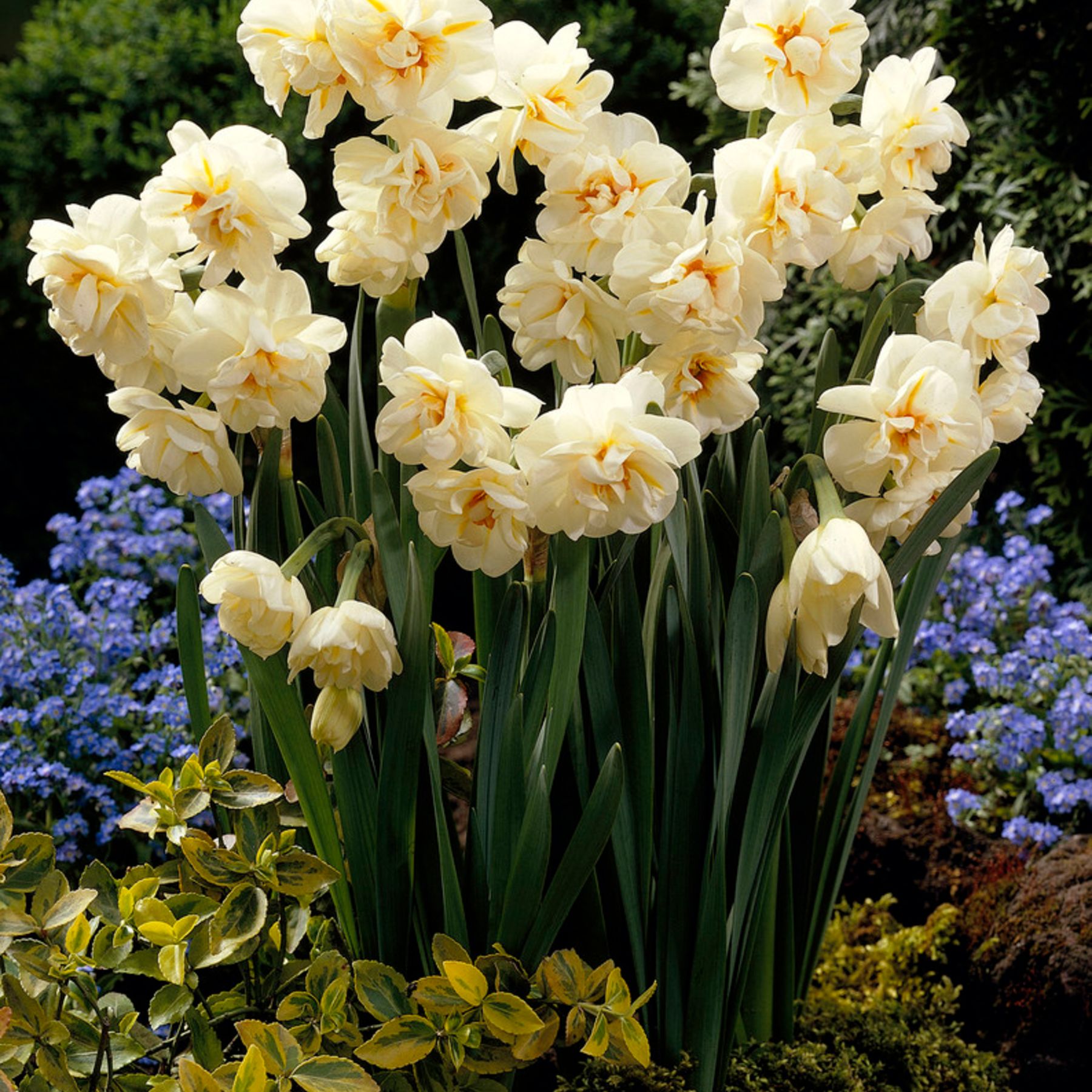 Sir Winston Churchill Daffodils Order Bulbs online Bulbs Direct NZ