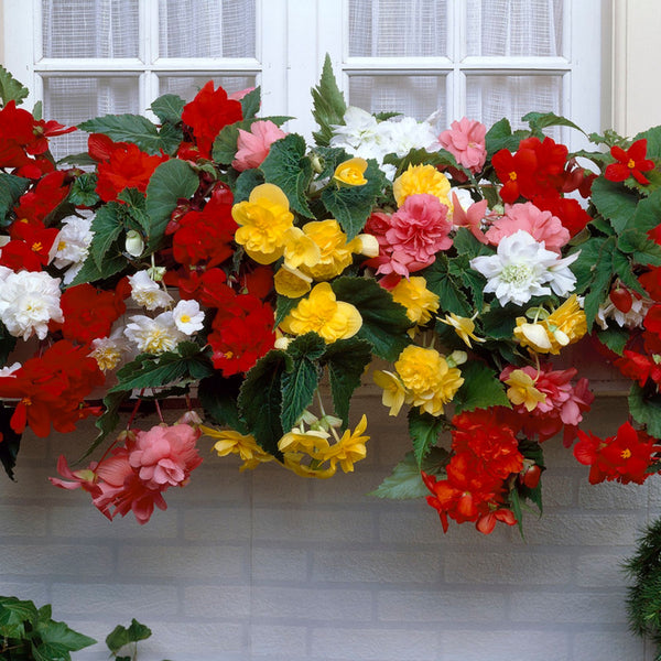 Begonia - Super Dooper Mix