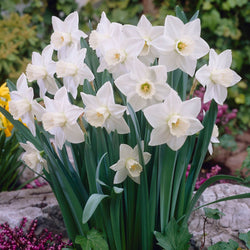 stainless bright white daffodil