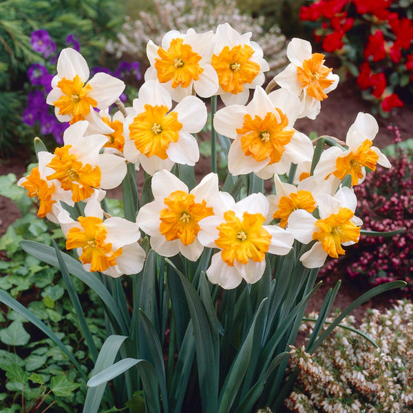 Parisienne daffodil bulbs