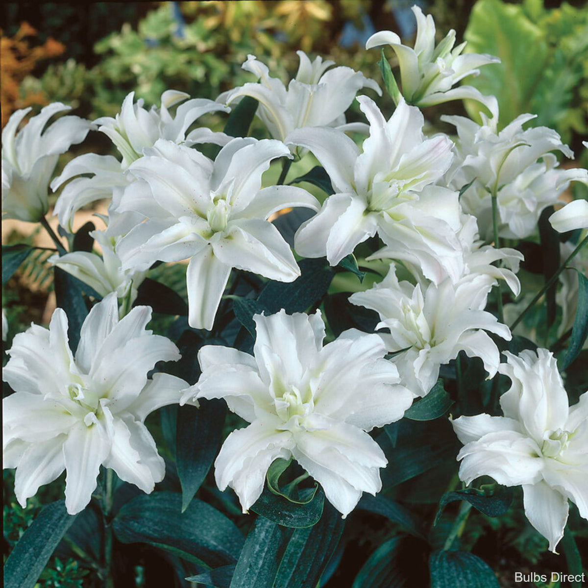 Arcade Oriental Lilies | Order Lily Bulbs online | Bulbs