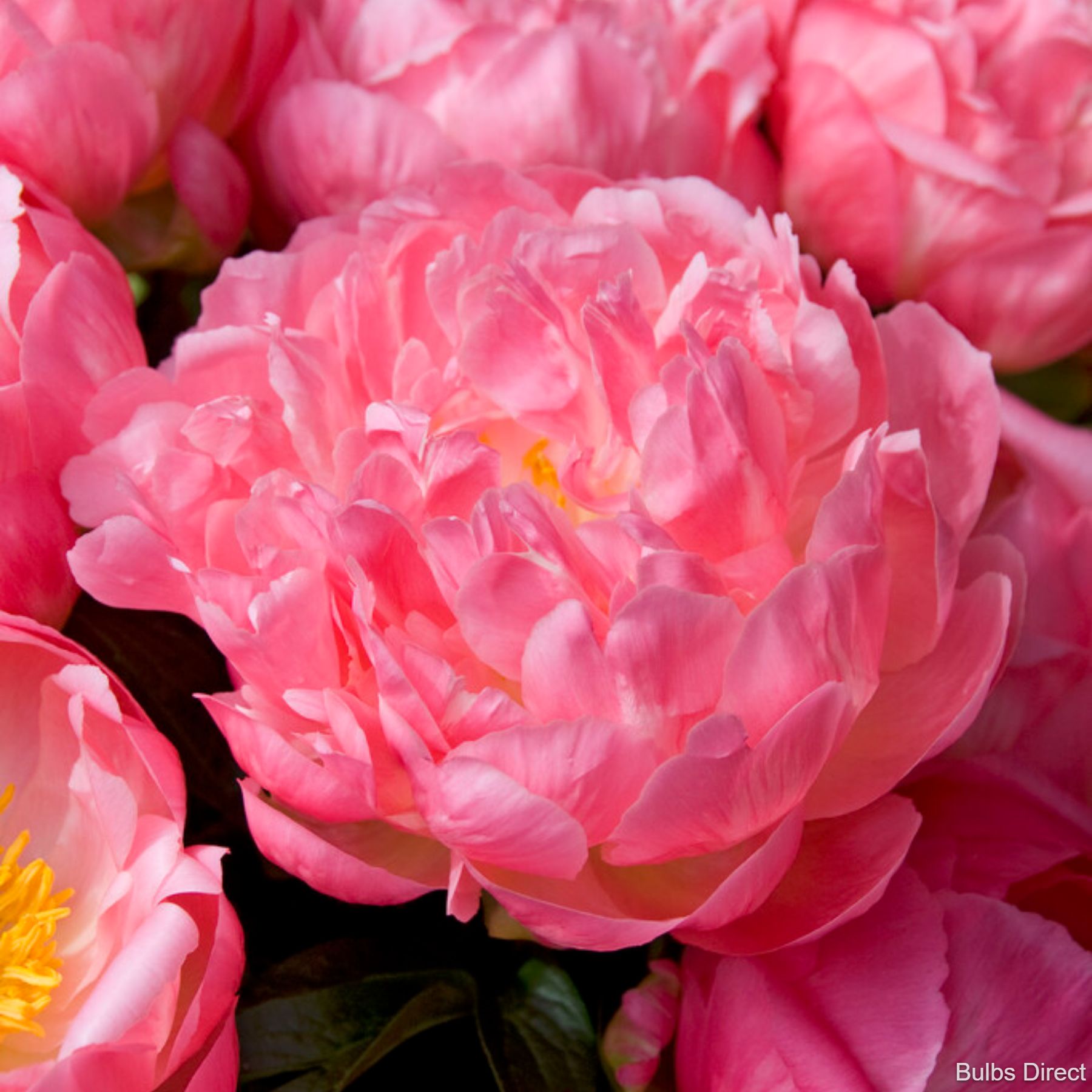 Bulbs Direct Peonies Pink Hawaiian Coral Peony | Buy Peony plants online | Bulbs Direct