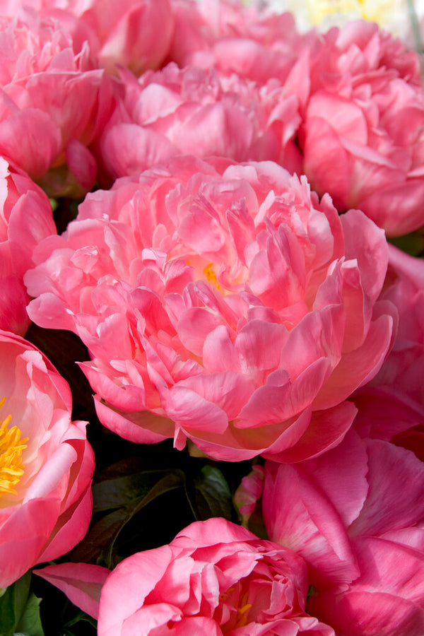 She's My Star Peony, Order your Peonies online