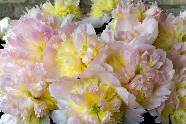 rozalynn asiatic lily Rozalynn Asiatic Lily | Order Lily Bulbs online