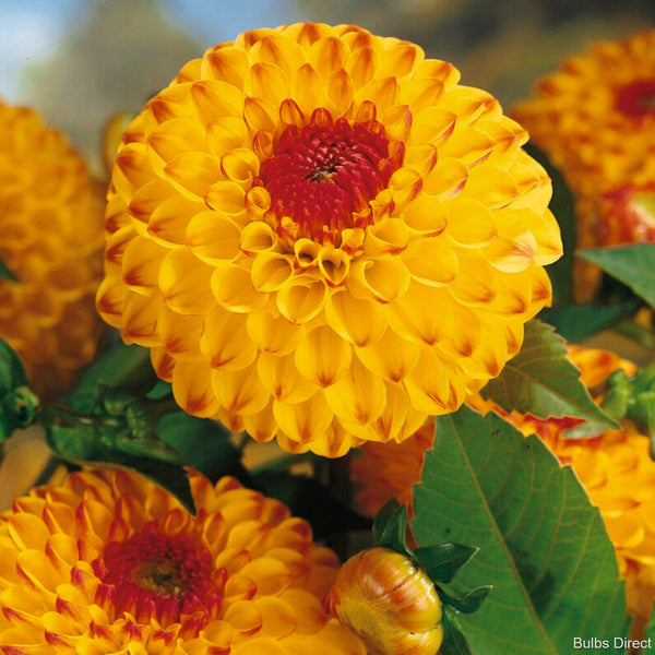 Dahlia Sunny Boy