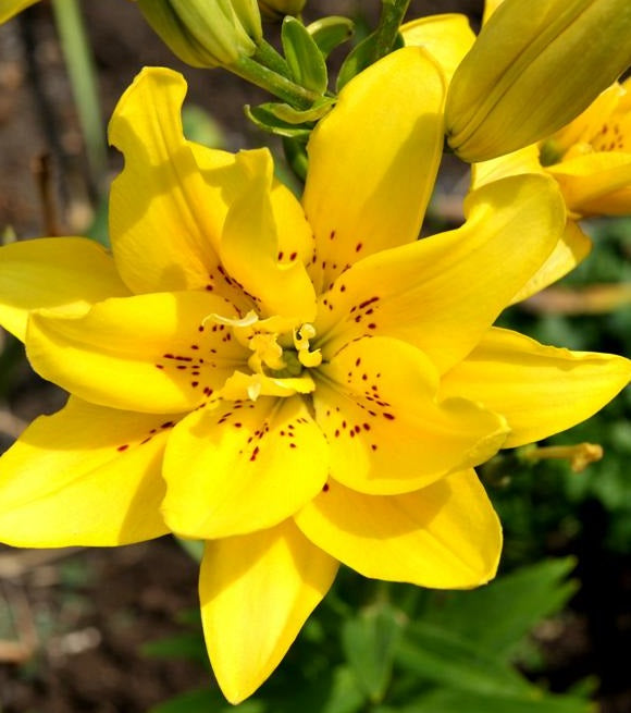 fata morgana asiatic lily Fata Morgana Asiatic Lily | Order Lily Bulbs online