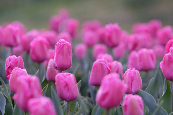 Tulip Carola | Order Carola Tulip Bulbs online | Bulbs Direct NZ