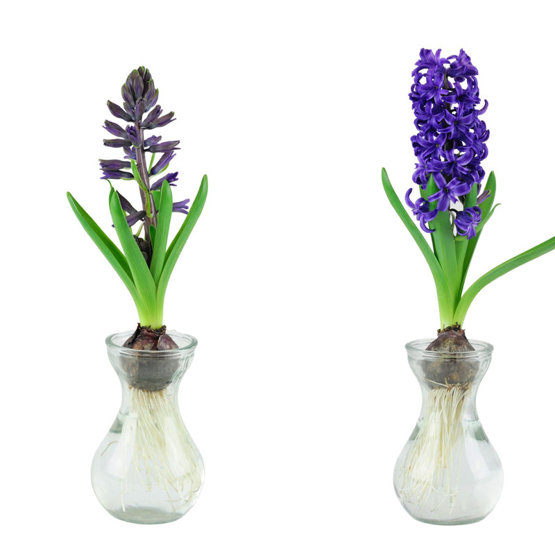 hyacinth glass