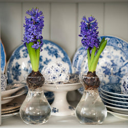 hyacinth growing glass