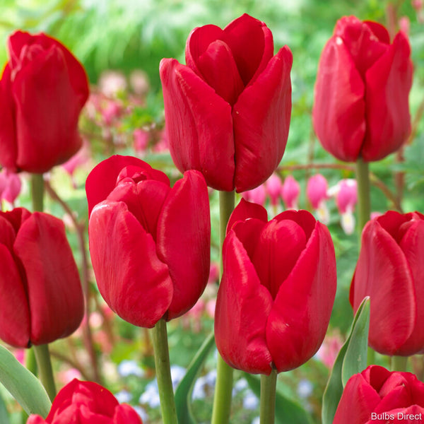 ile_de_france_red_tulip