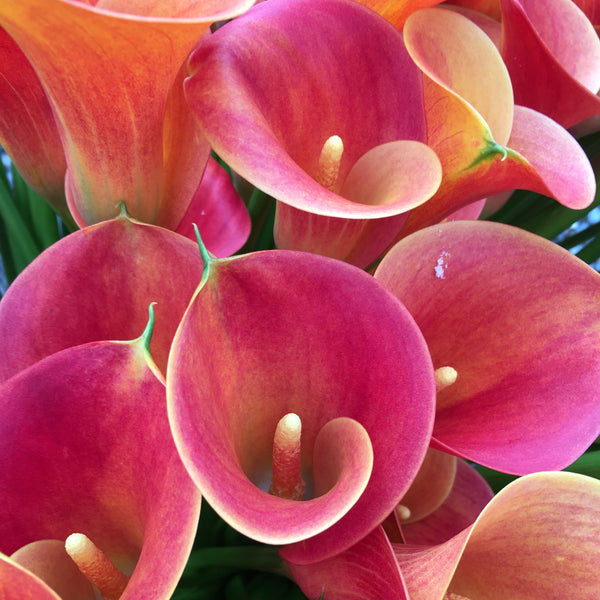 lady marmalade calla lily