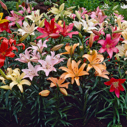 lilium asiatic mixed