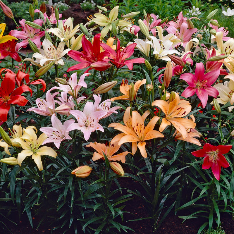 lilies asiatic mixed Mixed Asiatic Lilies | Order Lily Bulbs online