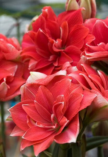 Double Dream Hippeastrum | Order online - Bulbs Direct NZ