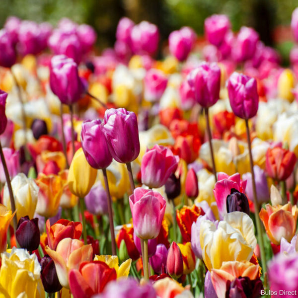 Tulips (x25) – Bulbs Direct