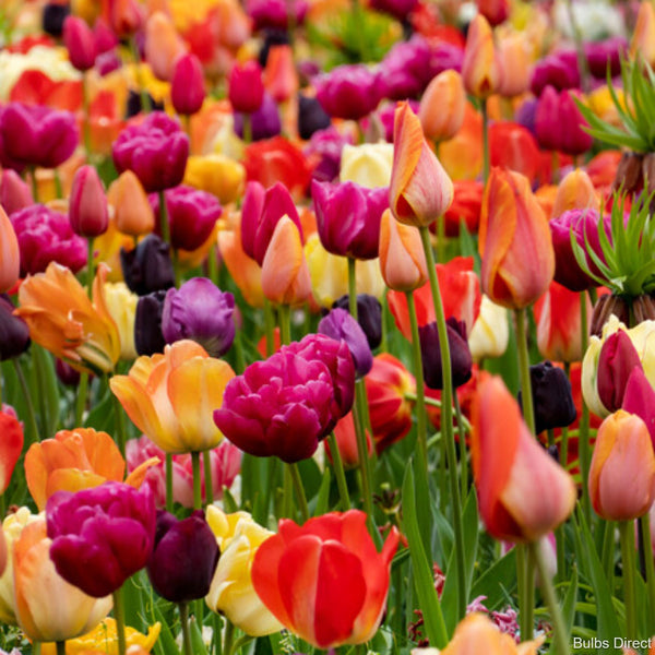 Tulips (x25)