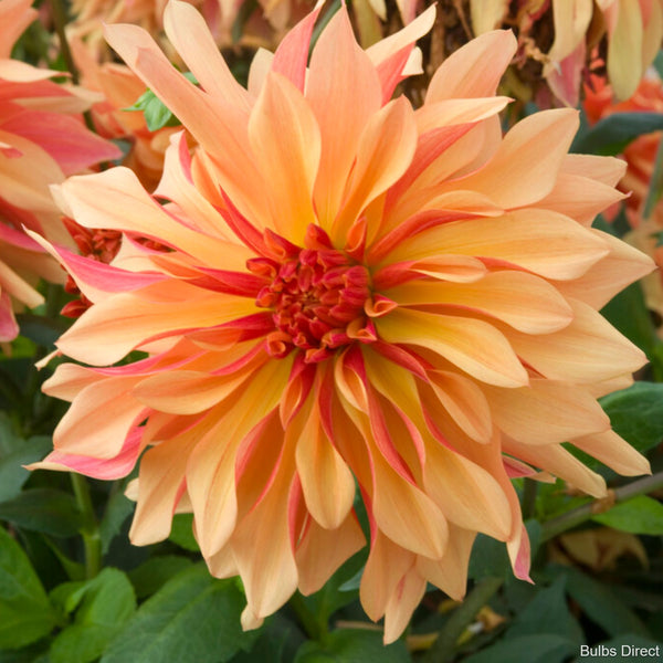 French Cancan Dahlias Buy Dahlia Tubers online Bulbs Direct NZ