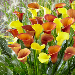 on-fire-mix-calla-lily