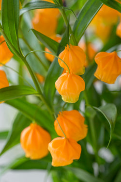 sandersonia aurantiaca