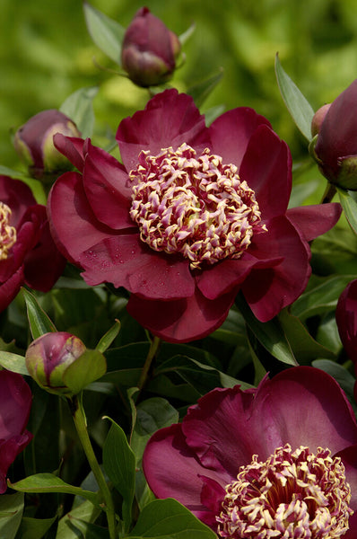 Bulbs Direct Peonies Nippon Beauty Peonies | Buy Peony plants online | Bulbs Direct NZ