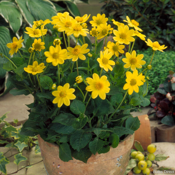 Topmix Yellow