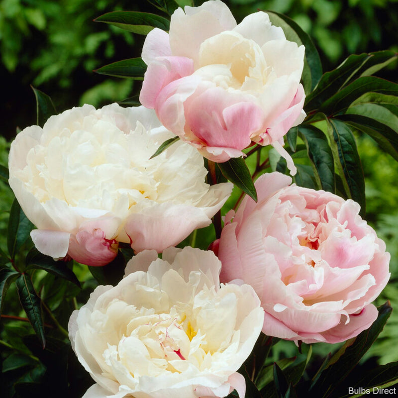 Bulbs Direct Peonies Vogue Peonies | Buy Peony plants online | Bulbs Direct NZ