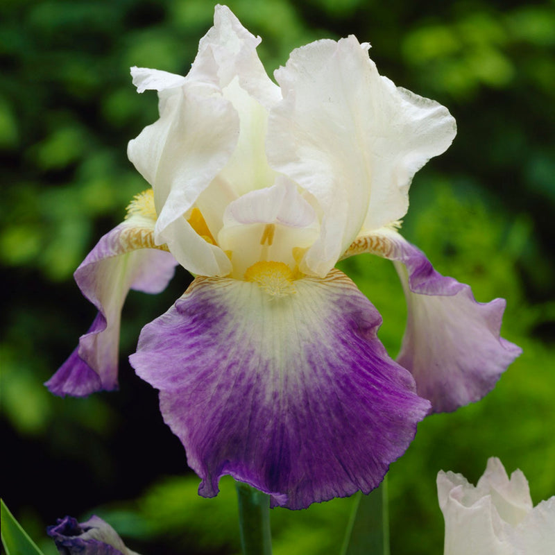 Mission Ragi Mission Ridge Bearded Iris | Buy Iris Plants online | Bulbs Direct