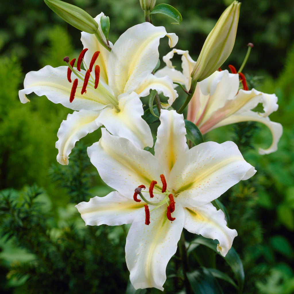 white lilies nz White Starlight Oriental Lily | Buy Lily Bulbs online