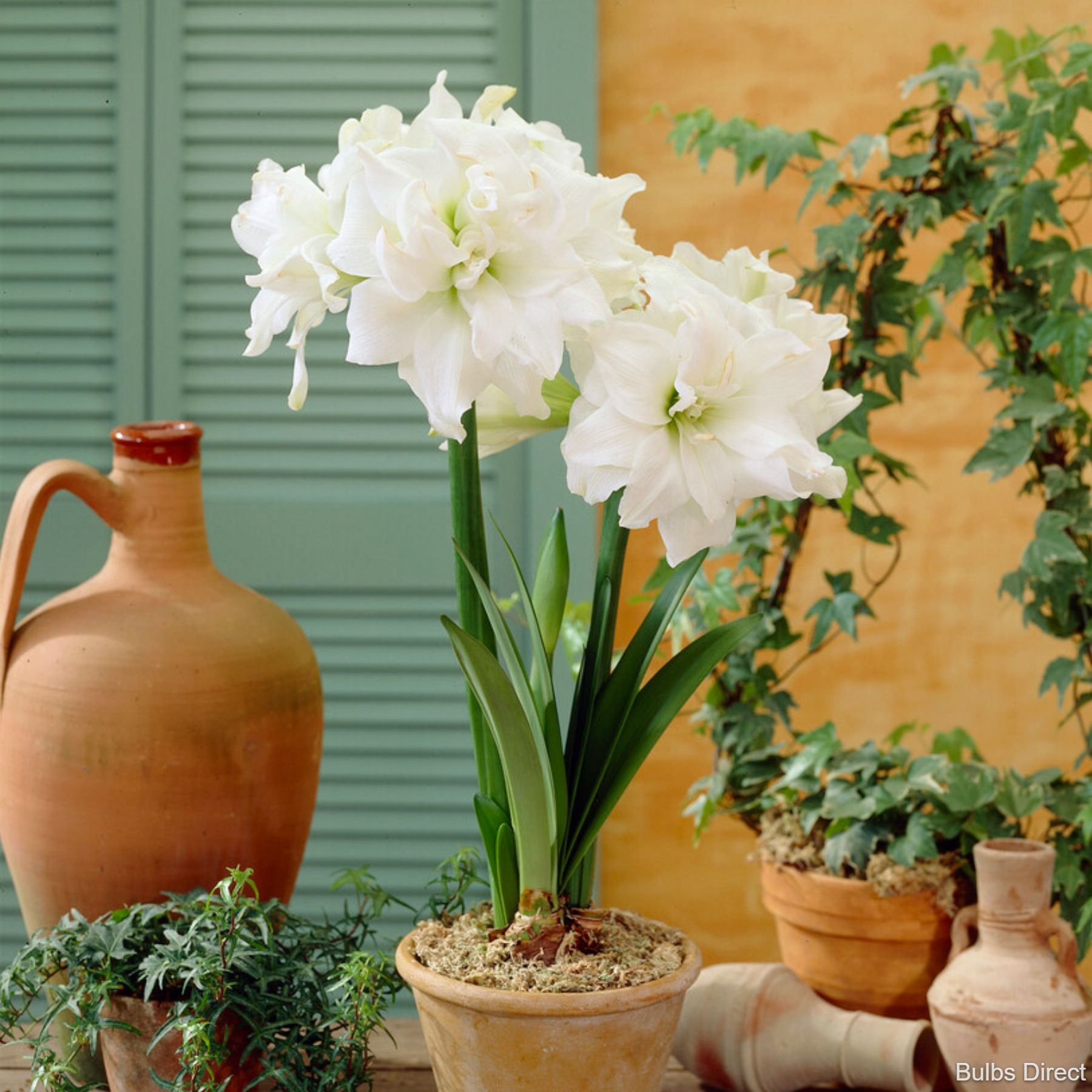 Antarctica Hippeastrum Order Bulbs online Bulbs Direct NZ
