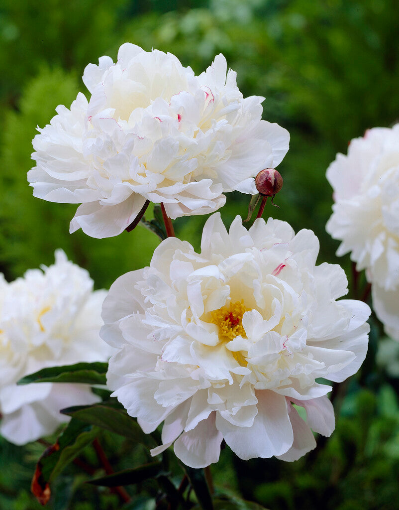 Vogue Peonies | Buy Peony plants online | Bulbs Direct NZ