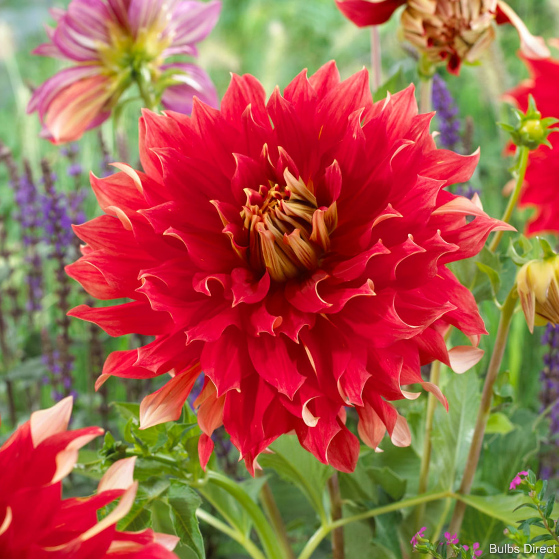Nick SR Dahlias Order Dahlia Tubers online Bulbs Direct NZ