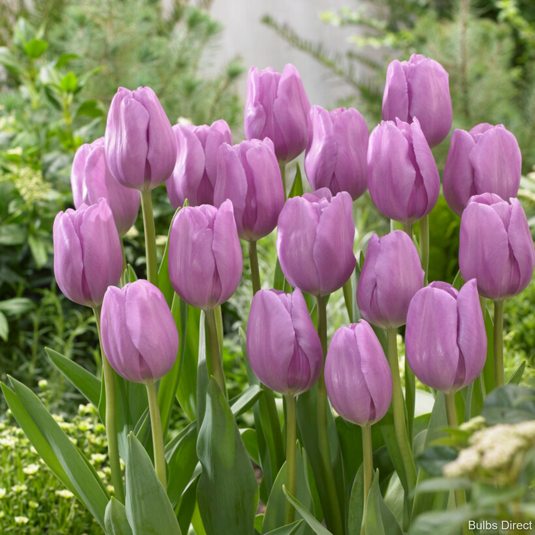 Alibi Tulip Order Tulip Bulbs online Bulbs Direct NZ