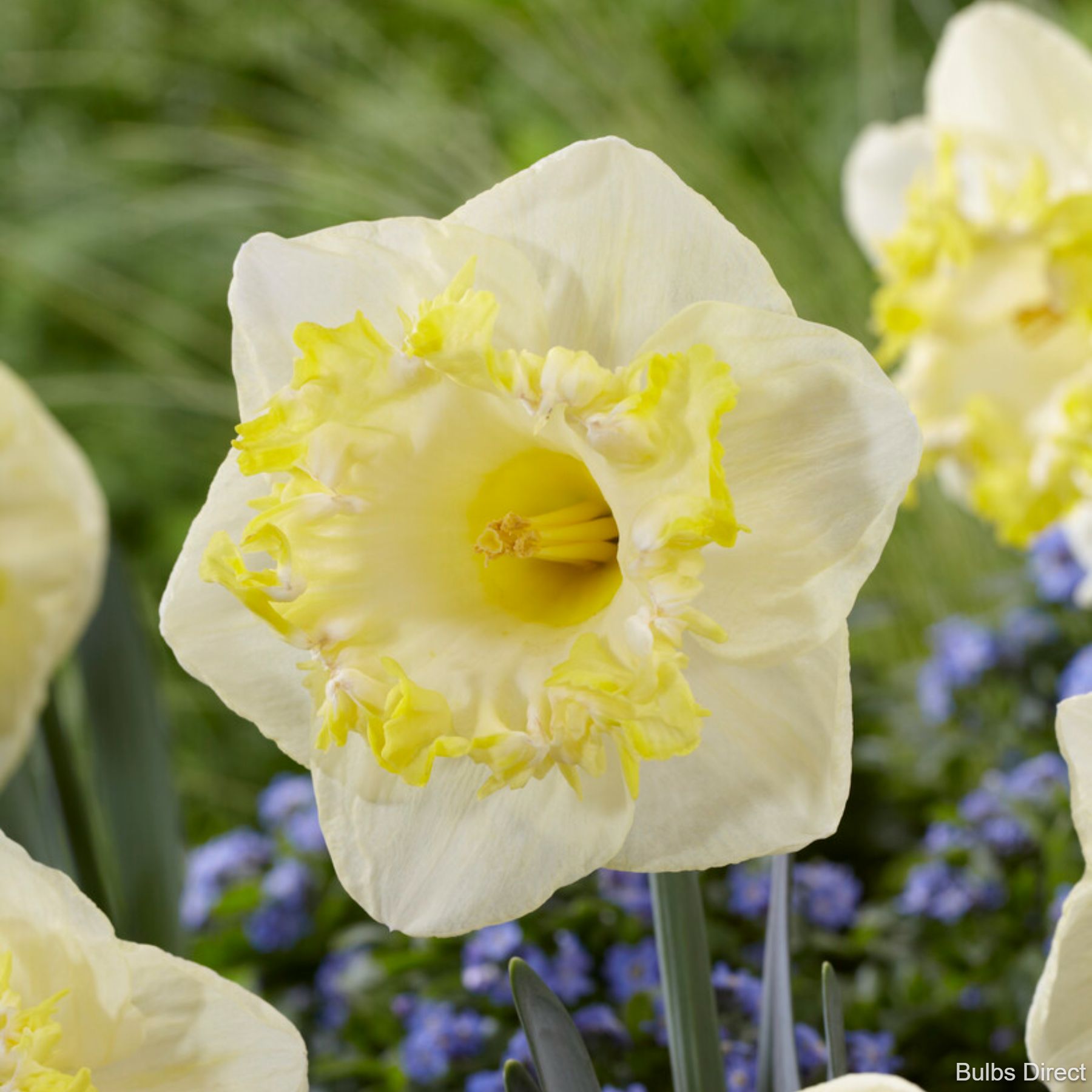 Snowtip Daffodils | Order Daffodil Bulbs Online | Bulbs Direct NZ