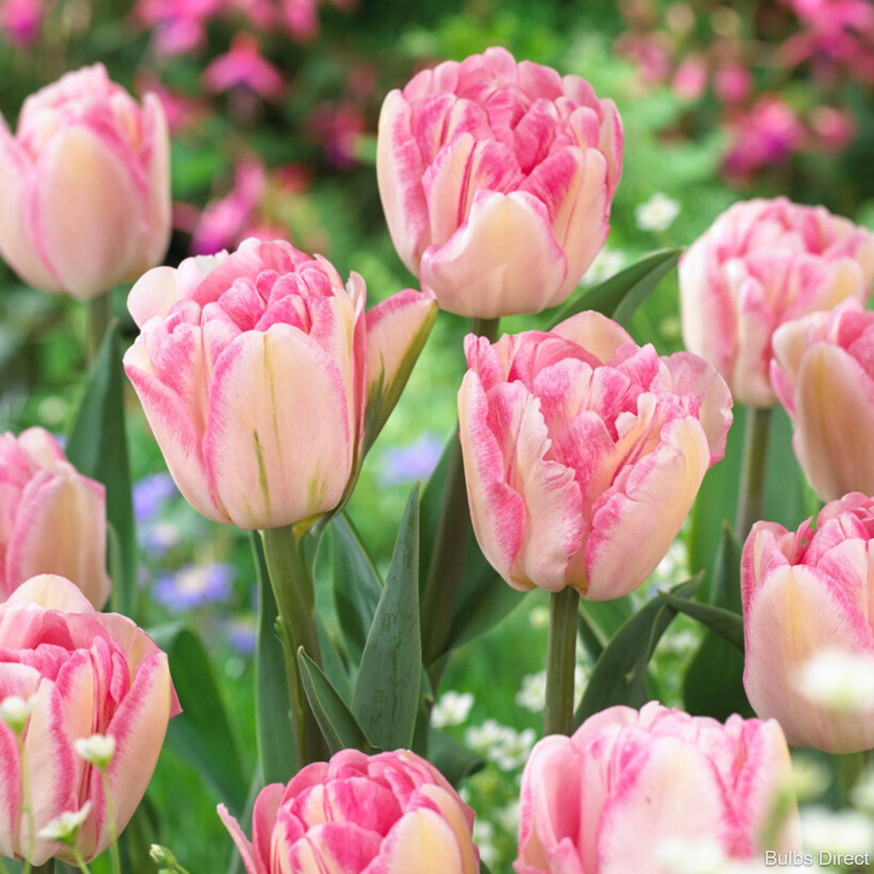 Foxtrot Tulips Buy Tulip Bulbs online Bulbs Direct NZ