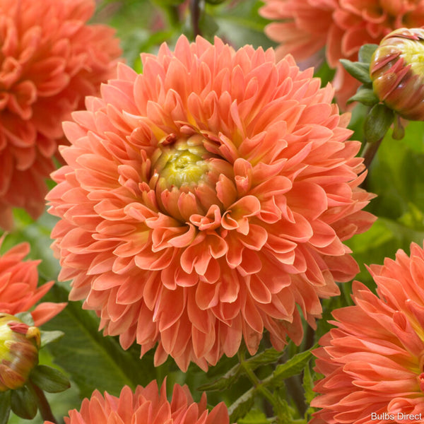 Orange Impact